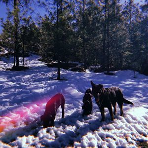 Meet your Posher, Chey